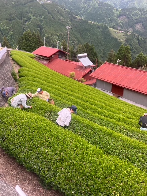 お茶の手摘みをしました（2025年5月11日）