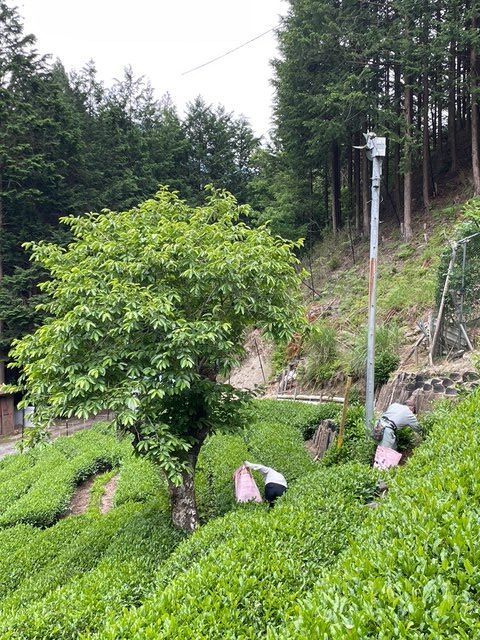 茶園の管理（2025年6月8日）