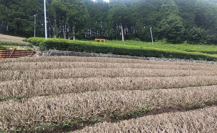 茶色い茶畑？（2025年7月13日）