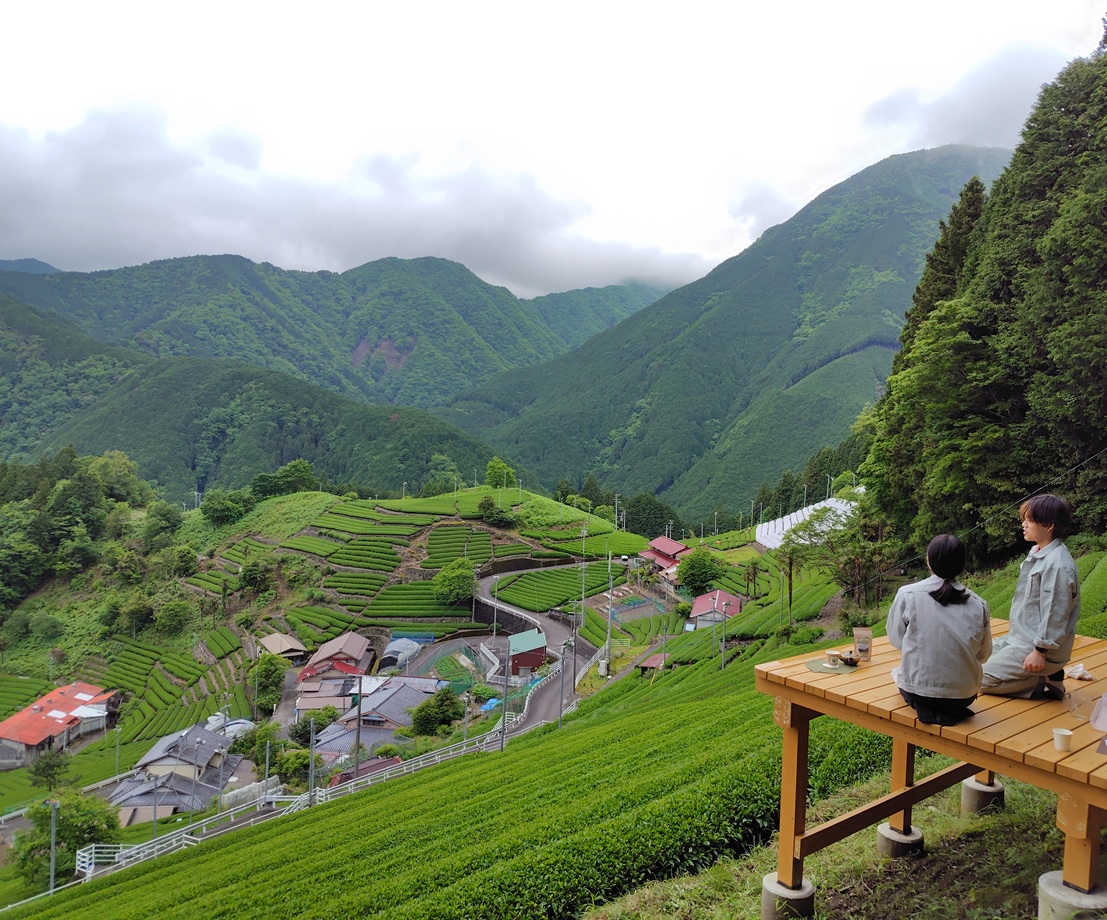 お茶の収穫が終わりました(5月24日)