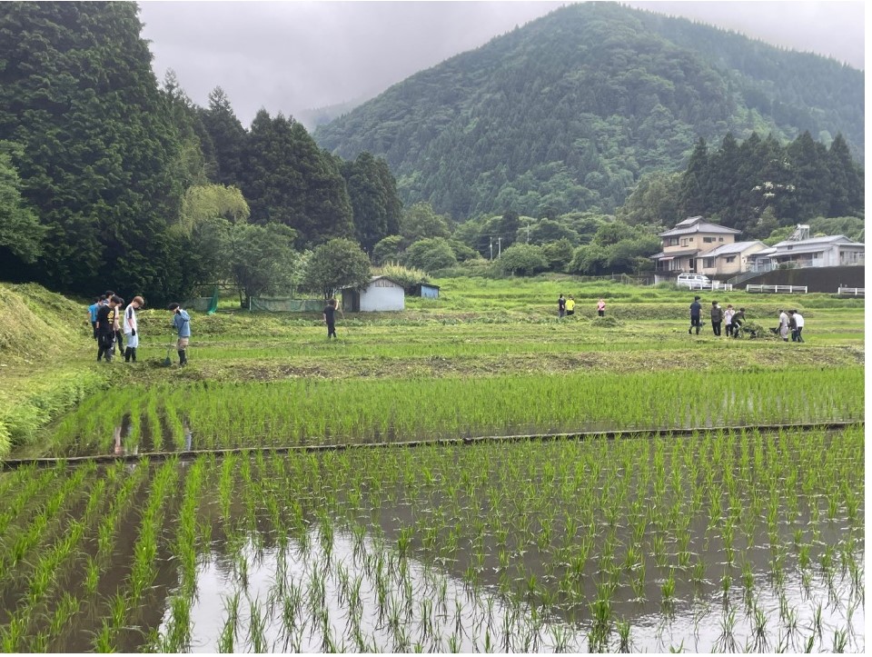 田植え体験から考える米作りと棚田問題〜除草作業〜(6月14日-15日）